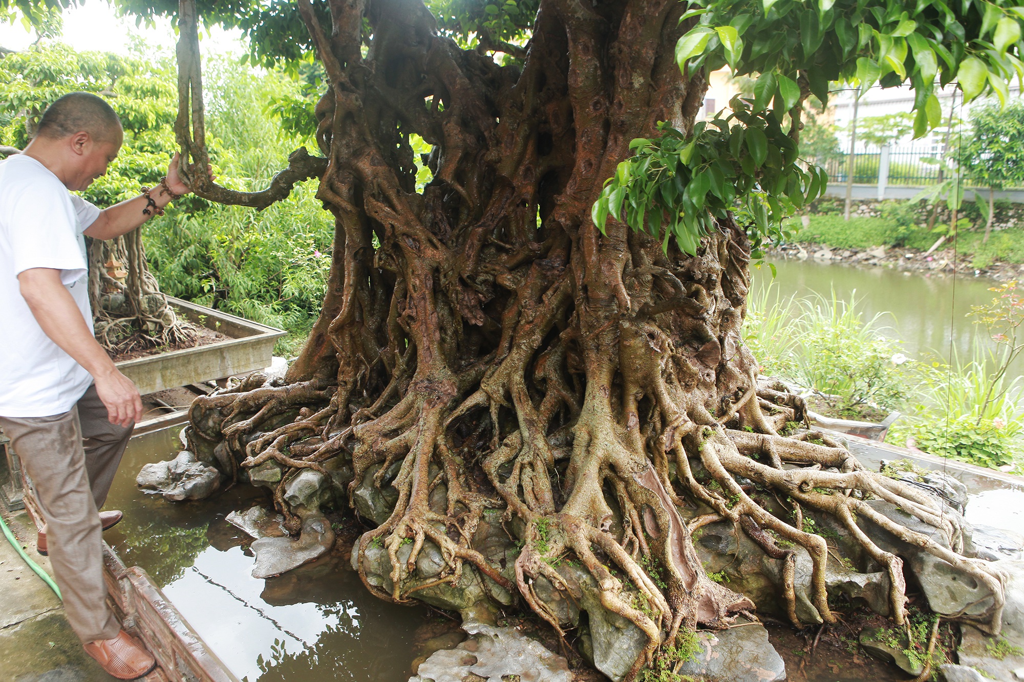 “Báu vật ẩn mình” có tuổi đời 500 năm ở Hà Nội, trả 100 cây vàng không bán - 4