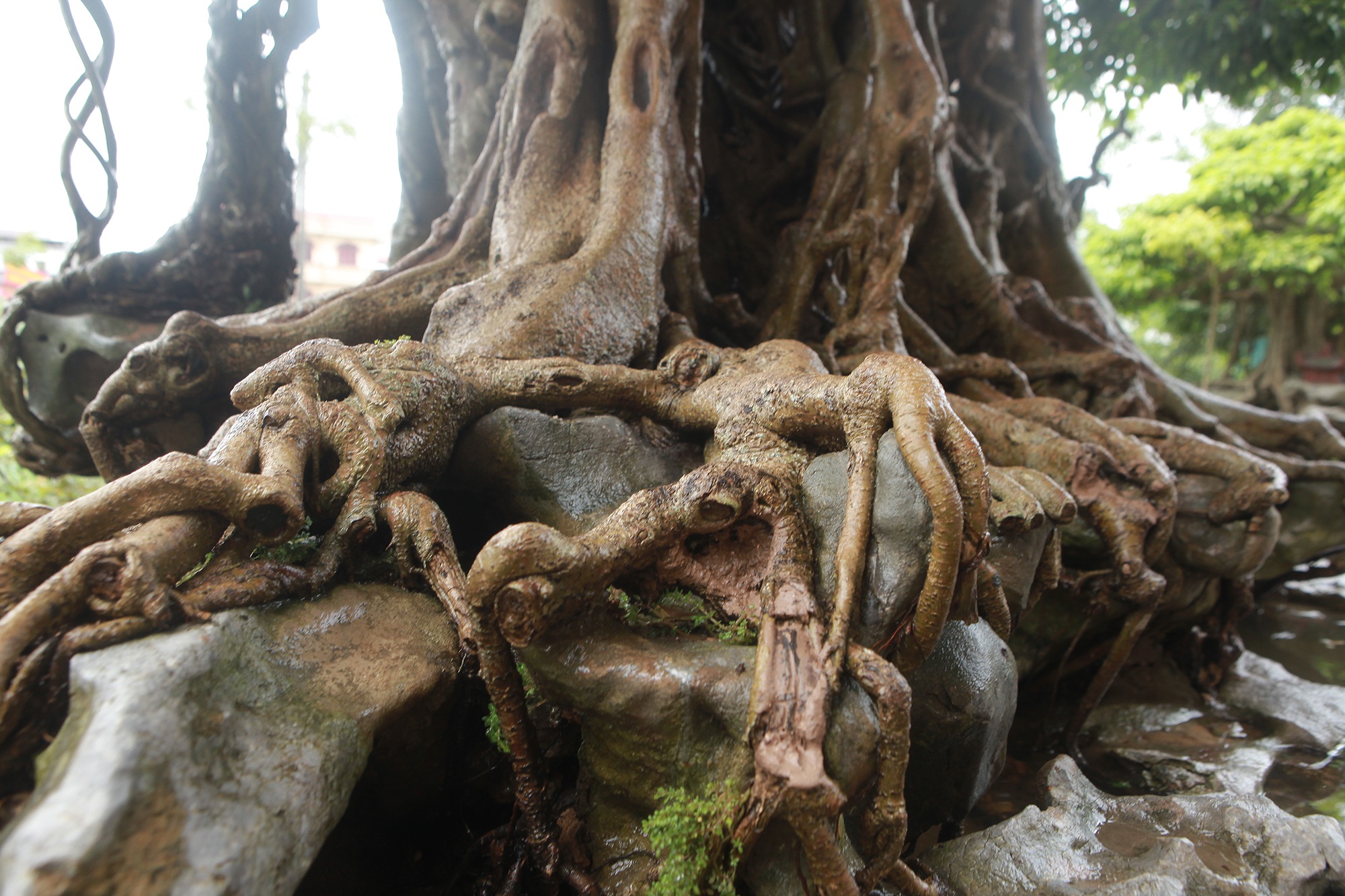 “Báu vật ẩn mình” có tuổi đời 500 năm ở Hà Nội, trả 100 cây vàng không bán - 5