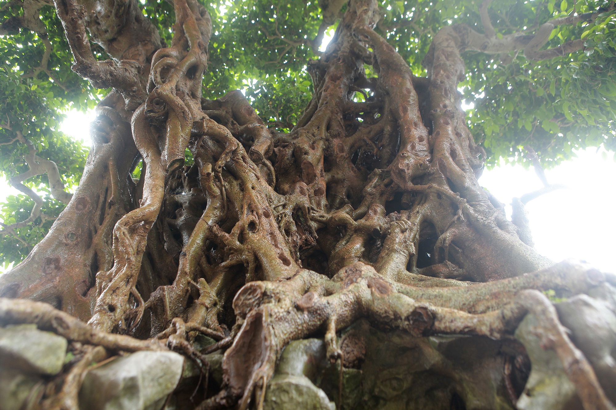 “Báu vật ẩn mình” có tuổi đời 500 năm ở Hà Nội, trả 100 cây vàng không bán - 9