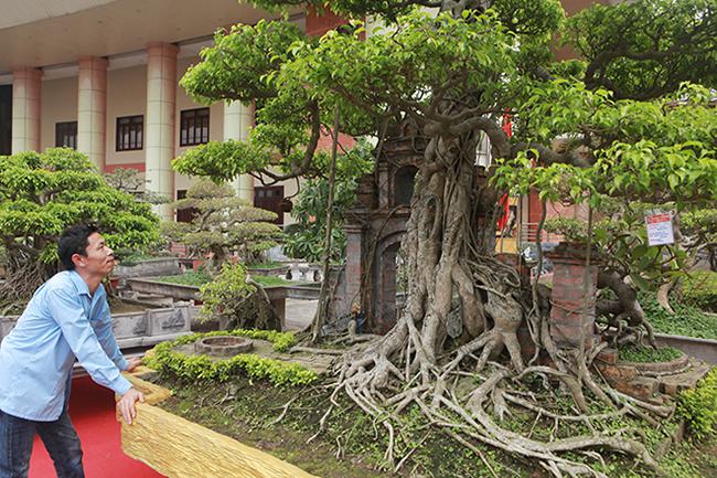 Mãn nhãn cây sanh “hồn quê đất Việt”, khách trả 6 tỷ chủ nhân chưa bán - 2