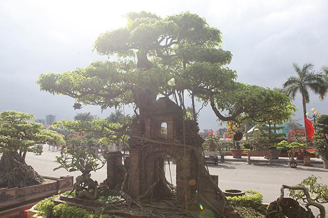 Mãn nhãn cây sanh “hồn quê đất Việt”, khách trả 6 tỷ chủ nhân chưa bán - 3