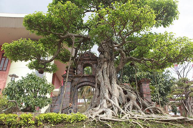 Mãn nhãn cây sanh “hồn quê đất Việt”, khách trả 6 tỷ chủ nhân chưa bán - 4