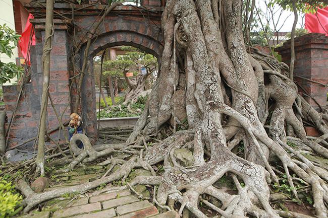 Mãn nhãn cây sanh “hồn quê đất Việt”, khách trả 6 tỷ chủ nhân chưa bán - 5