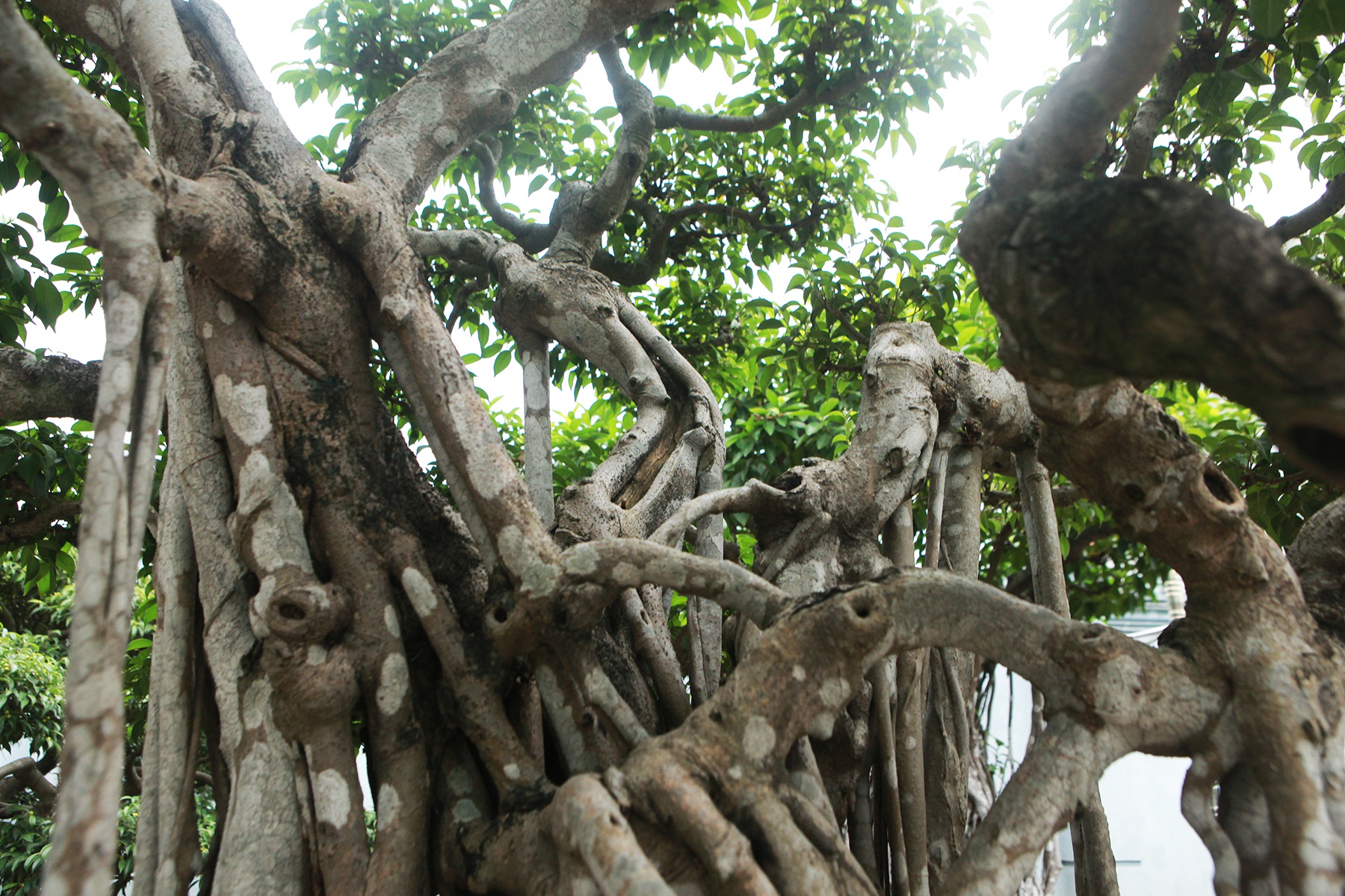 Sanh cổ “Ngũ long tranh châu” mua từ năm 1996 với giá 100 cây vàng - 7