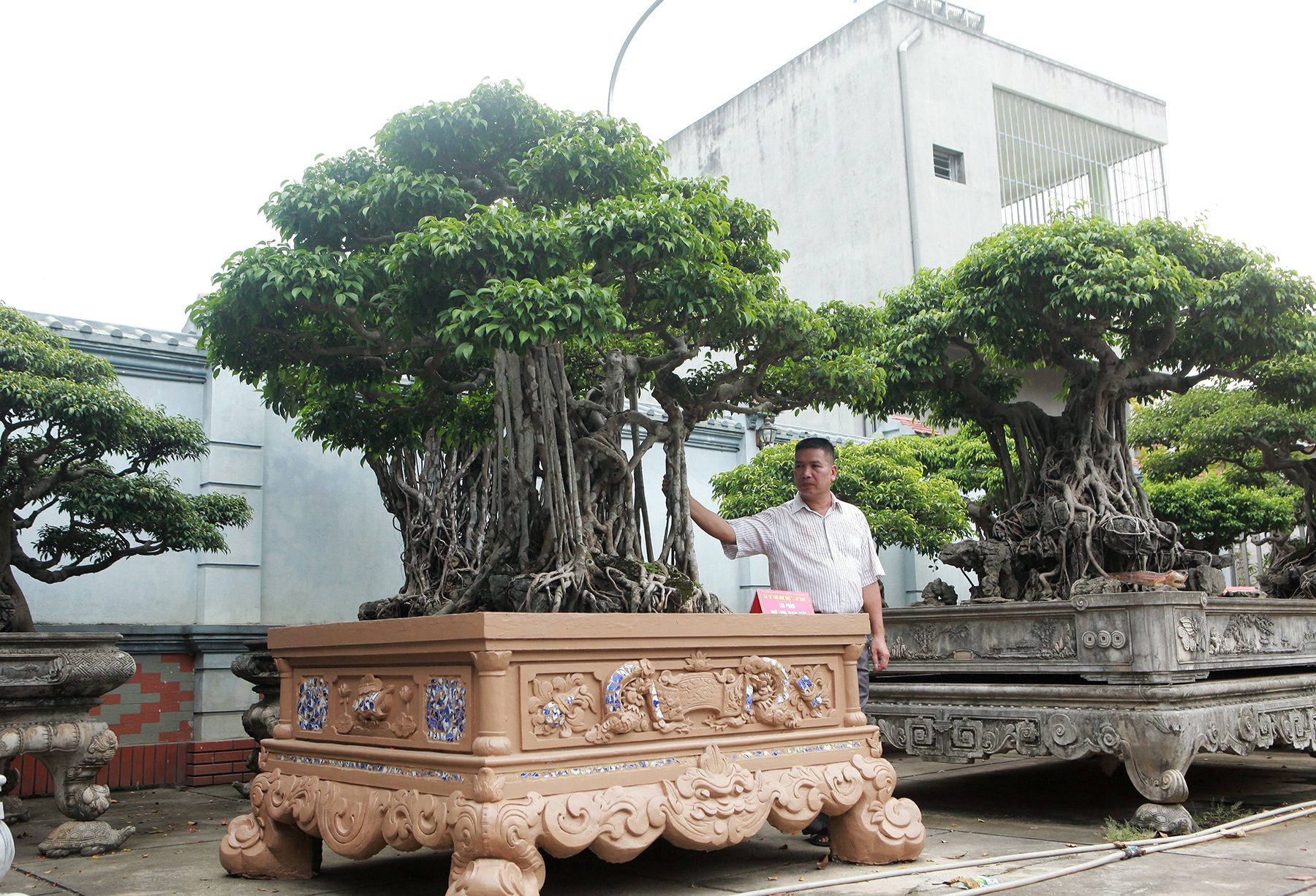 Sanh cổ “Ngũ long tranh châu” mua từ năm 1996 với giá 100 cây vàng - 10