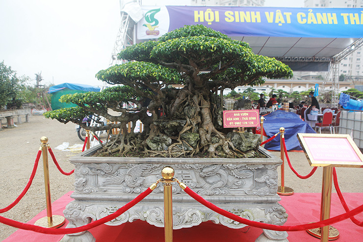 Dàn cây “triệu đô” xuất hiện tại Hà Nội - 5