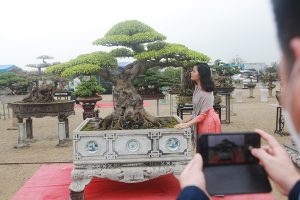 Dàn cây “triệu đô” xuất hiện tại Hà Nội - 7