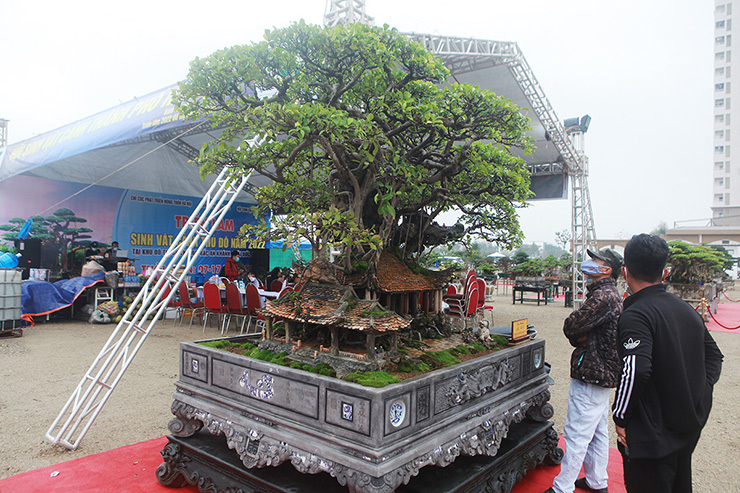 Dàn cây “triệu đô” xuất hiện tại Hà Nội - 8